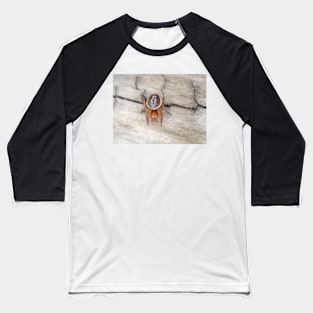 Araniella displicata, the sixspotted orbweaver Baseball T-Shirt